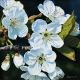 Cherry Blossom by Linda AlexanderFine Art Greeting Card, Oil on Linen