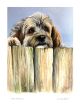  Over the fence By  Lorraine Auton 