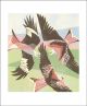 Red Kites, Laurieston Linocut by Lisa Hooper