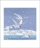 Snowy Terns by Lizzie Perkins