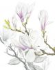 Magnolia soulangeana By Ann Swan SBA