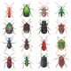 Beetles and Bugs of Britain By Marian Hill