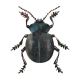 Bloody-nosed Beetle By Marian Hill