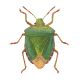 Green Shieldbug By Marian Hill