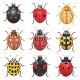 Ladybirds Of Britain By Marian Hill