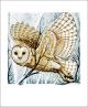 Barn Owl, Winter Branches by Martin Truefitt-Baker  