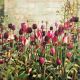 Tulip Garden by Anne Marie Butlin 