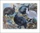 Guinea Fowl a collage by Mark Hearld 