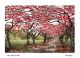 Cherry Blossom Walk by Morna Rhys