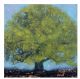 The mighty oak By Catherine Hyde