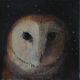 Owls not flowers By Catherine Hyde