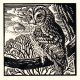 Tawny Owl by Richard Allen SWLA