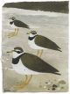  MARY FEDDEN Ringed Plovers|1989
