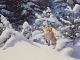 DOUGLAS ANDERSON
Fox in Deep Snow with Fir Trees
