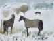 
LOUISE WAUGH
Horses in the Snow