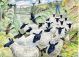 Sheep In The Lane Watercolour By Michael Coulter
