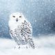 Snowy Owl Greeting card by Ruth Molloy