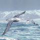 Wandering Albatross By Lizzie Perkins