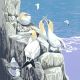 Gannets on High By Lizzie Perkins