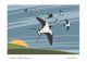 Swallows, first flight of summer by Stuart Renfrew