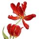 Red Parrot Tulips By Ann Swan SBA