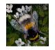Where The Bee Drinks By Catherine Hyde