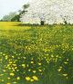 May By Artist: Phil Greenwood