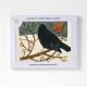 AGBI CHRISTMAS CARD PACK – Blackbird In the Snow