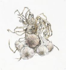Roasted Whole Garlic SAVOURY RECIPE CARDS BY ANN SWAN