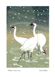 Whooper Cranes in snow